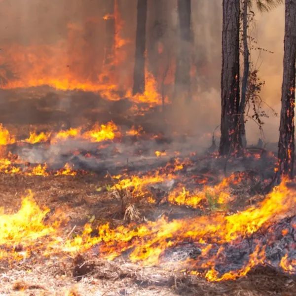 满族不吃狗肉，回族不吃猪肉，那汉族不吃什么肉？