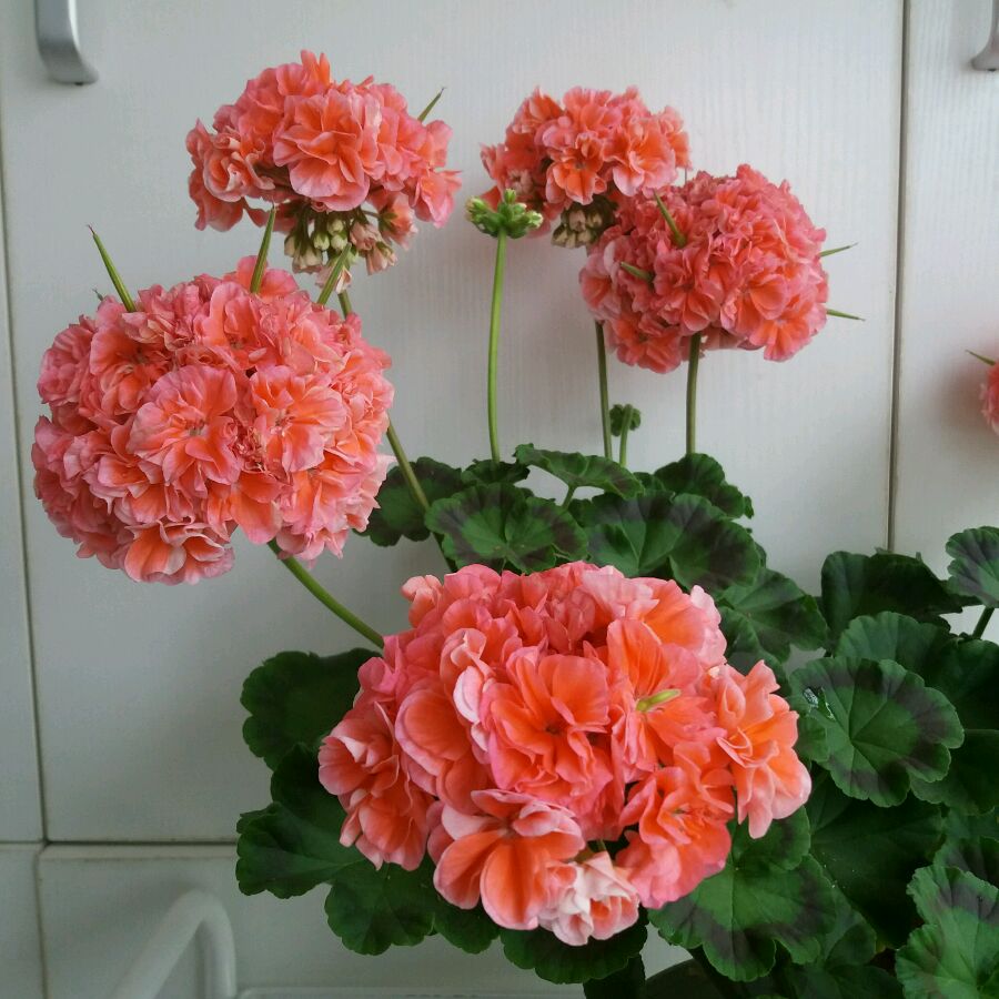 驱蚊虫重瓣大花天竺葵盆栽,天竺葵驱蚊虫吗