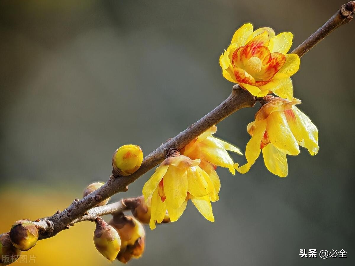 腊梅花怎么养护,腊梅虫害