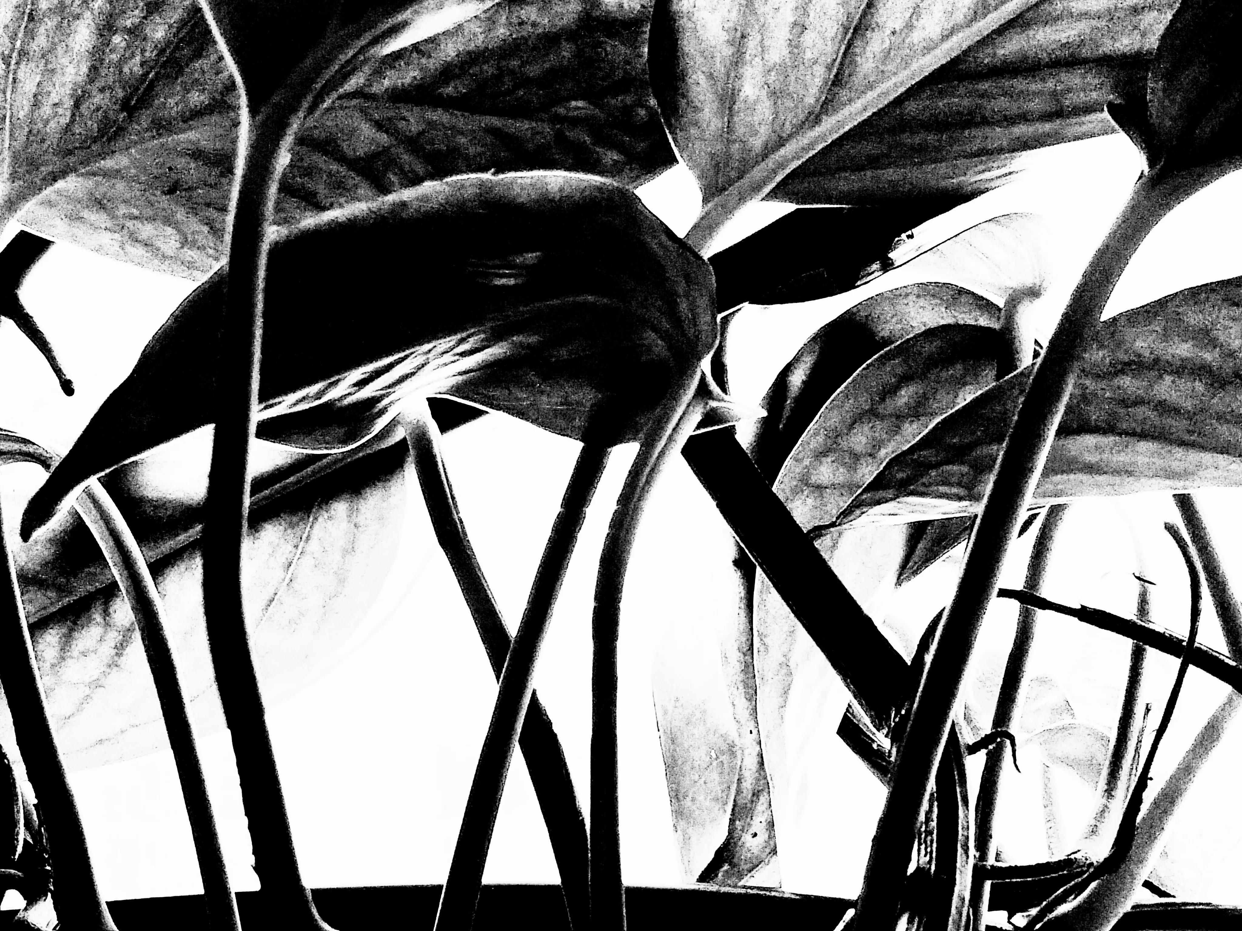 品读石家庄,品读石家庄城市