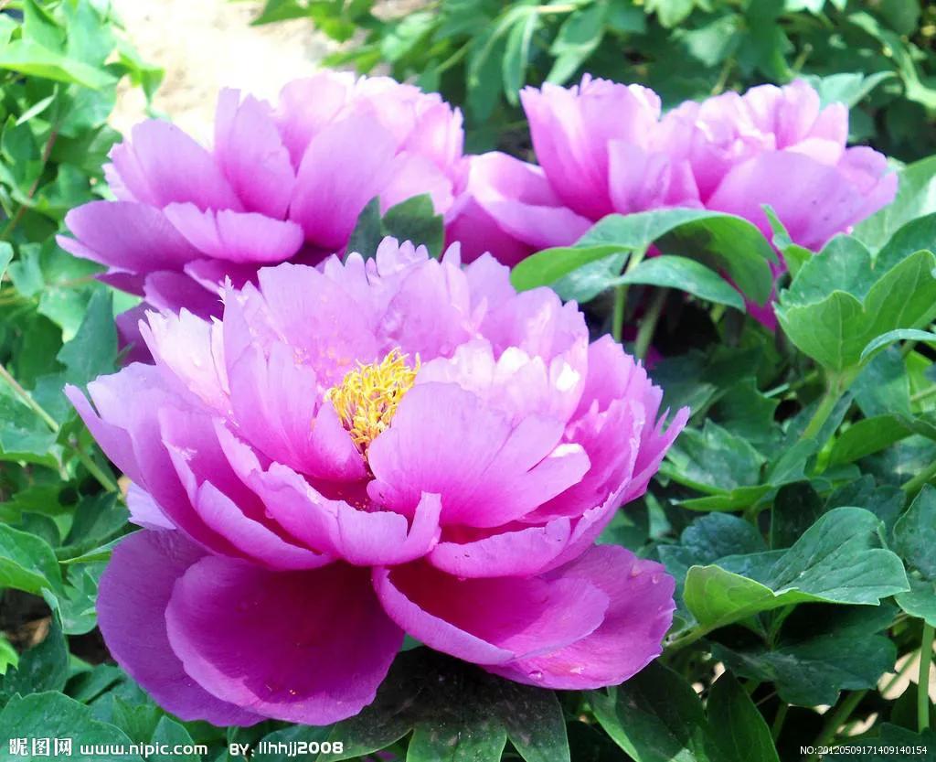 牡丹百花之王典故,为什么牡丹是百花之王