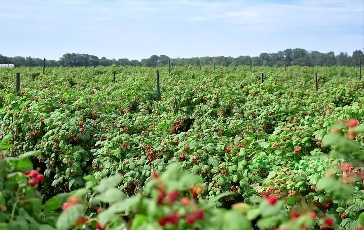 小山村种出了“院士菜”专家院士播下致富种子外出年轻人回乡创业