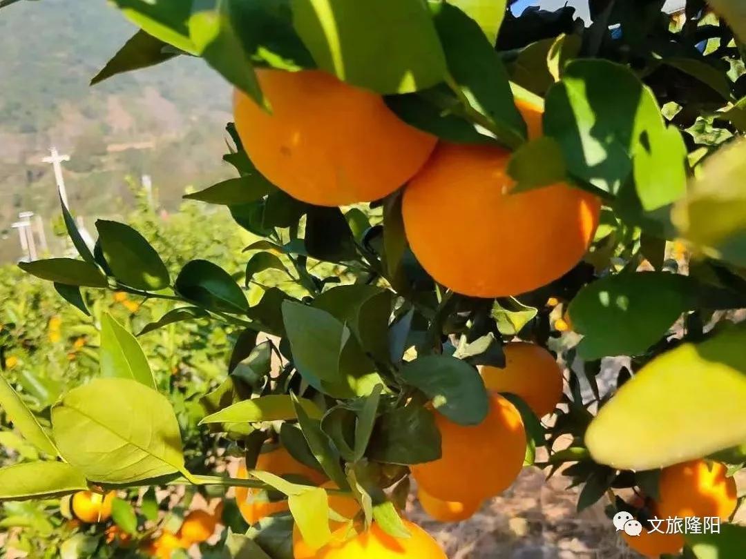 冬樱散场菜花香，蜂飞花间采蜜忙：用一天的时间去邂逅乡野风光