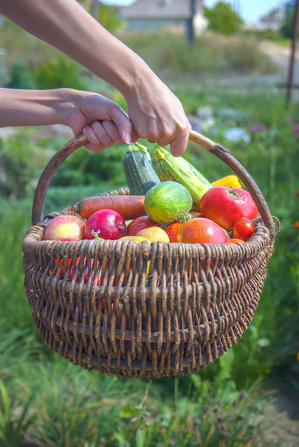 聚焦三农让农民种地更轻松,聚焦三农服务百姓种植技术