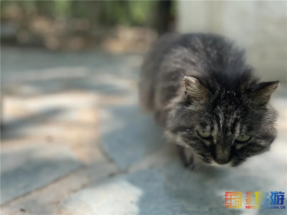 北京故宫的猫为什么叫御猫,故宫最萌的猫是什么猫