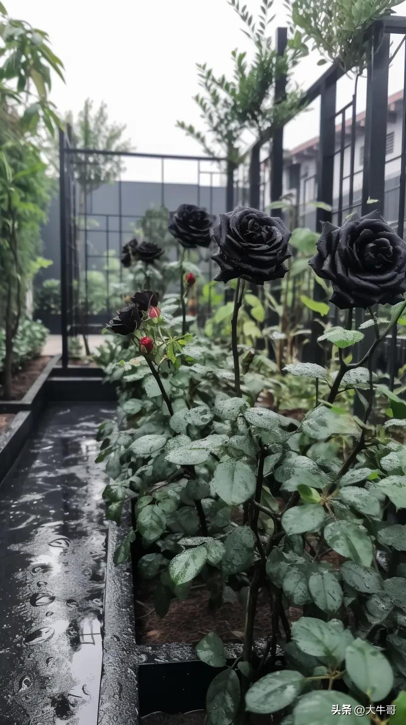 黑玫瑰历史,黑玫瑰之谜