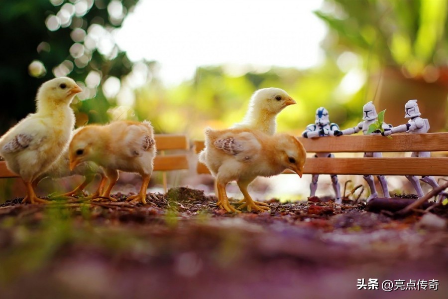 养鸡消化不良用什么药,养殖鸡怎么治疗