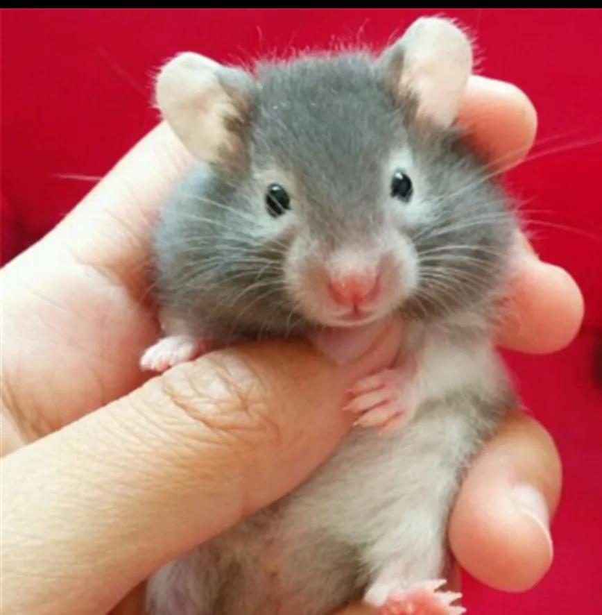 人们最喜欢的动物排名,最可爱的宠物仓鼠