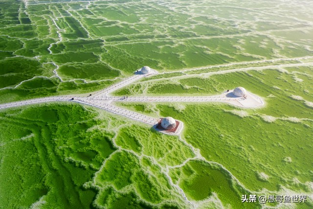 青海湟鱼那么多为什么要保护,救命的青海湖湟鱼