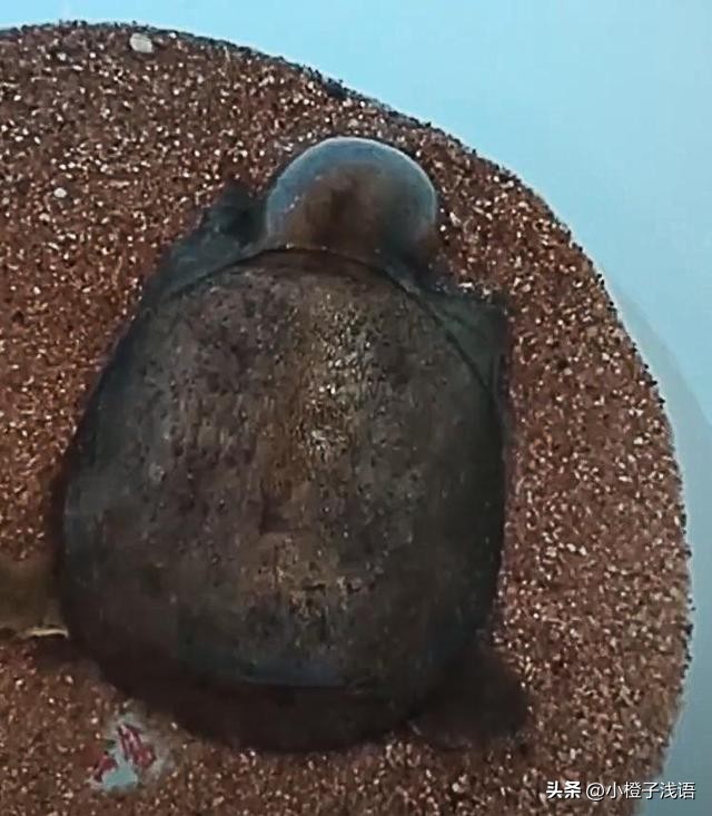 甲鱼被蚊子叮头肿成球作者,甲鱼被蚊子叮了还能吃吗