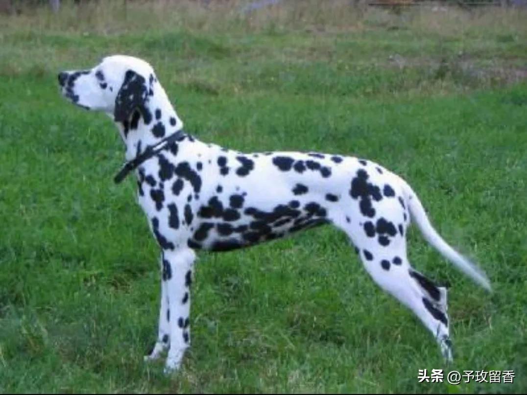 宠物狗应该怎么养详细介绍科普,宠物狗喂养及训练方法有哪些