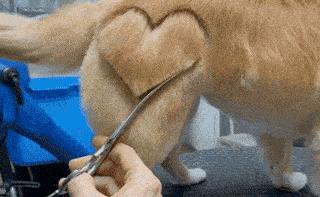 狗子剪出发射爱心的小屁屁