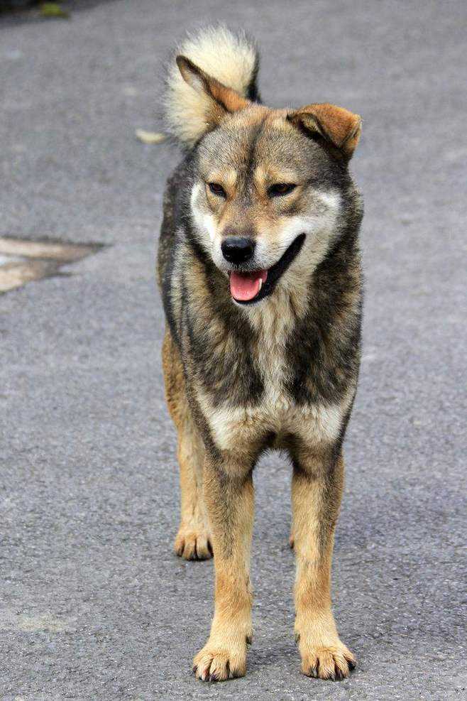 中华田园犬被列入名犬,中华田园犬有什么优点和缺点