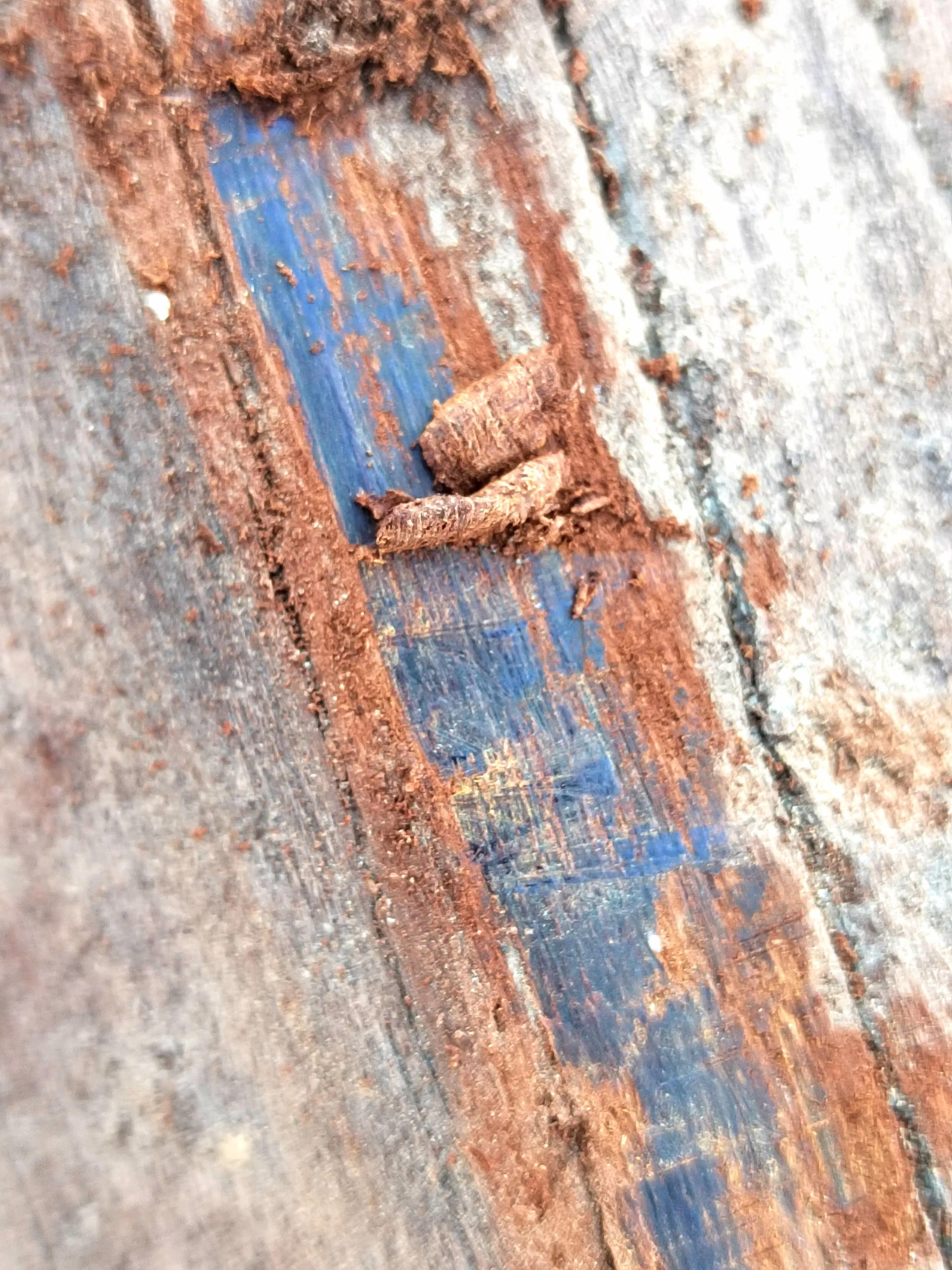 白奇楠莺歌绿奇楠黑奇楠哪个好,黑奇楠和白奇楠沉香哪个好