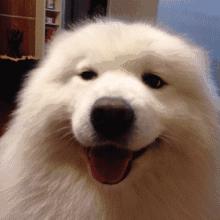 狗狗有口臭的解决方法,狗狗有口臭怎么办最有效的方法