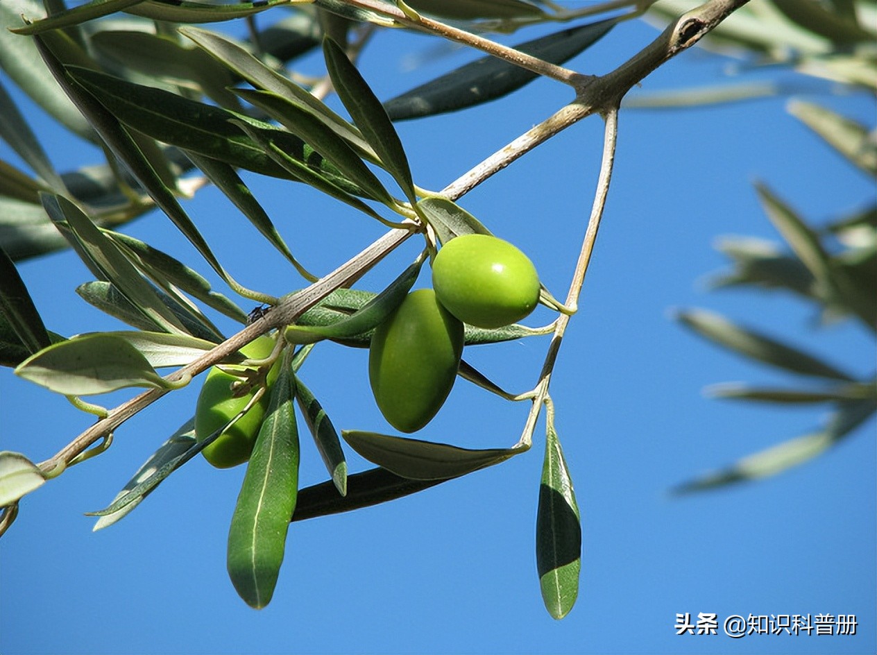 十种能吃的水果,哪种水果最健康