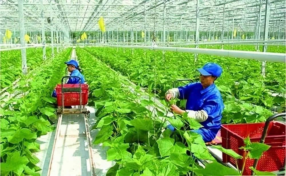 什么是现代农业什么是有机农业,现代农业与农村的区别