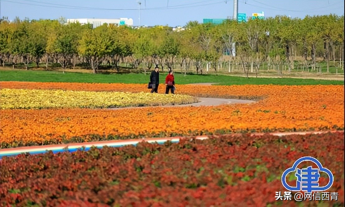 【津云镜头】空港七彩花田：深秋绽放格外鲜艳
