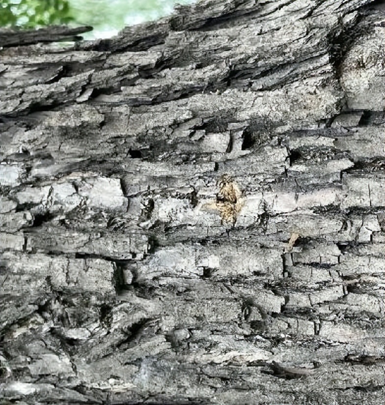 12月份园林绿化养护工作重点,元月份园林养护重点工作