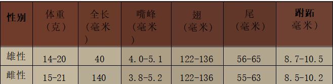 金丝燕科普视频,金丝燕的介绍