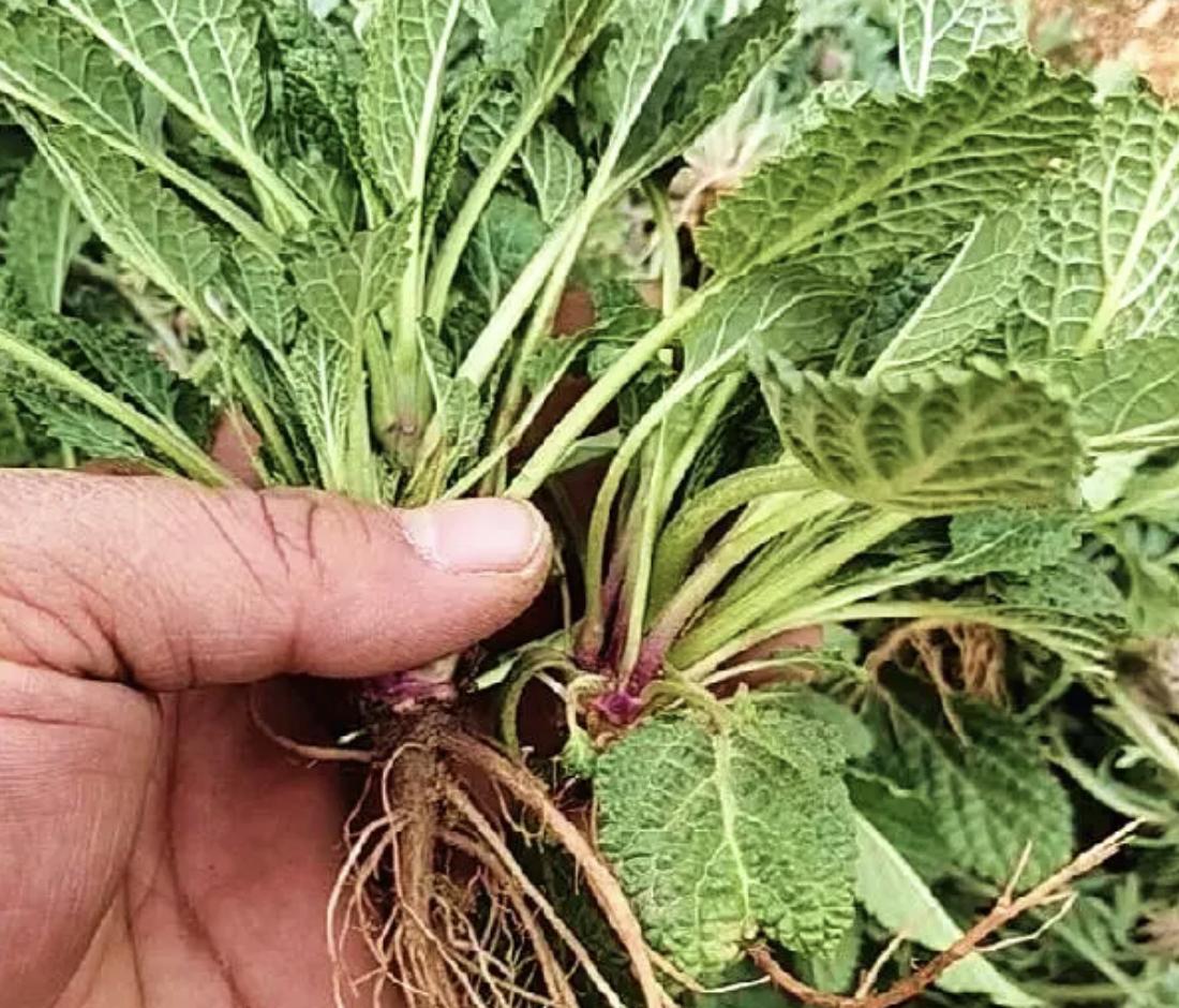 农村常见5种化痰草,消痰草