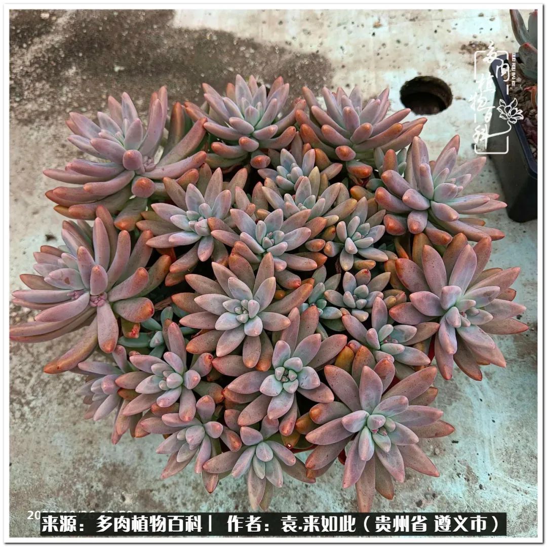 多肉和鲜花并存更养眼,最养眼的多肉品种