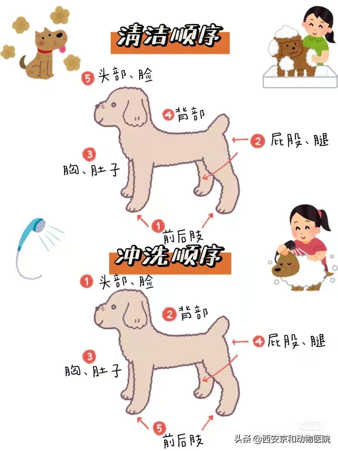 狗狗洗澡流程家庭版,狗狗洗澡全过程宠物店