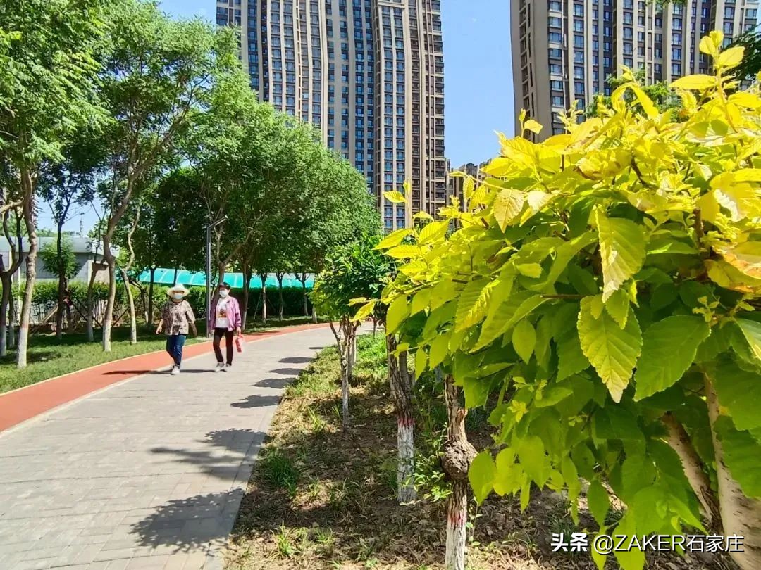 zaker石家庄视频,zaker新闻最新