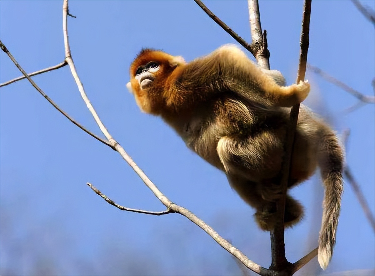 金猴传奇天命战域,金猴传奇烈火之力