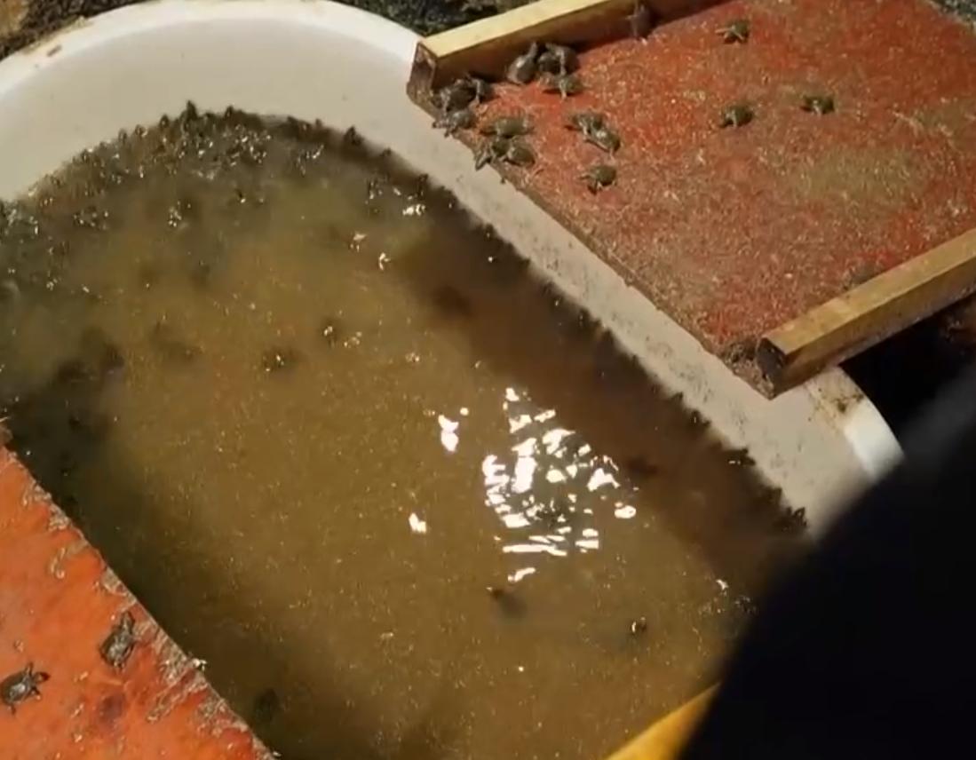 甲鱼养殖大棚建造图,温室大棚养甲鱼一亩能挣多少钱