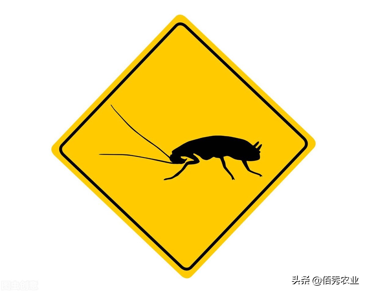 养殖蟑螂是不是骗局,养殖蟑螂靠谱吗