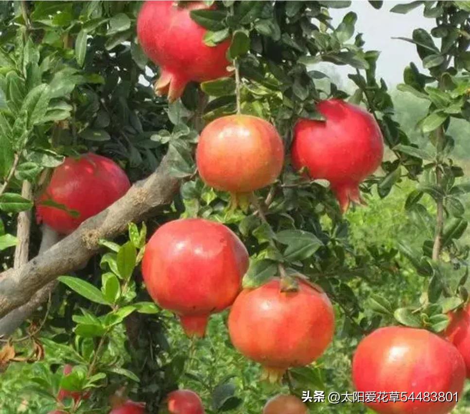 5种树寓意“吉祥富贵”，院子里种一棵，旺人旺家，过来人的经验