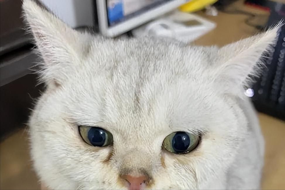 两个多月银渐层有泪痕正常吗,银渐层有耳螨泪痕严重怎么办