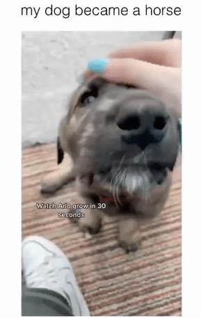 救助了小狗发现长大不简单,收养了一只小狗成长历程