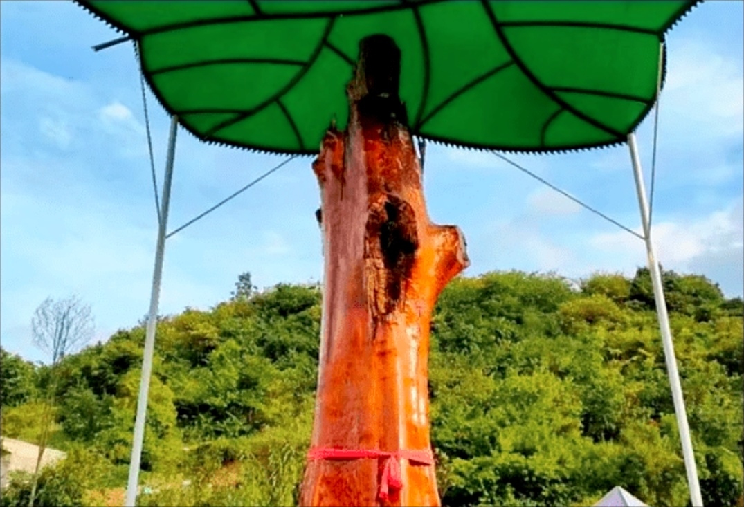 金丝楠树苗多少钱一棵50年能长大,金丝楠树价格多少钱一棵