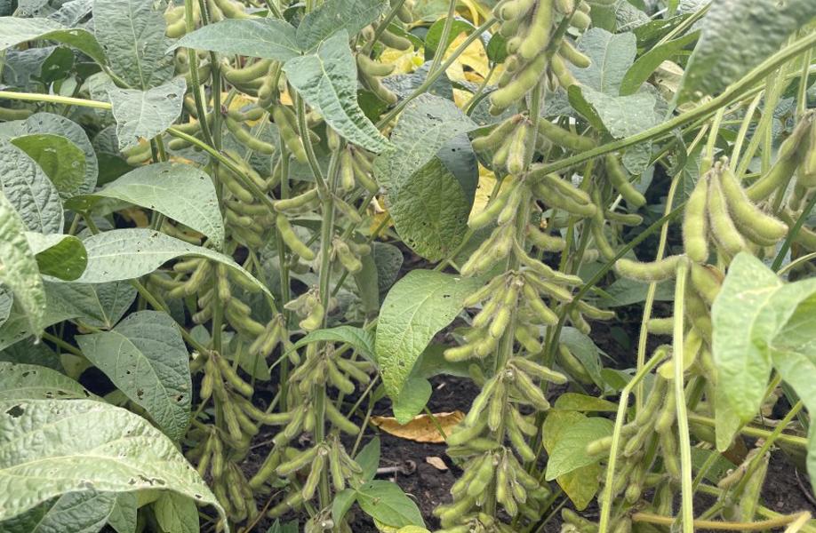 大豆播种后几天下雨没事,大豆苗被水淹没还能活吗