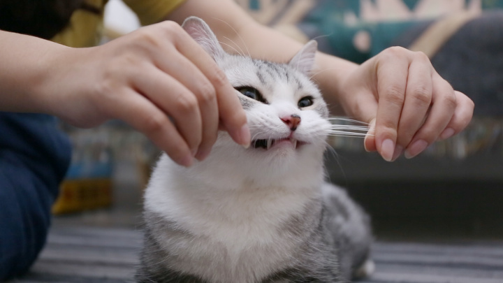 收集猫咪的胡须会带来好运？但它有这么多用途，不能剪