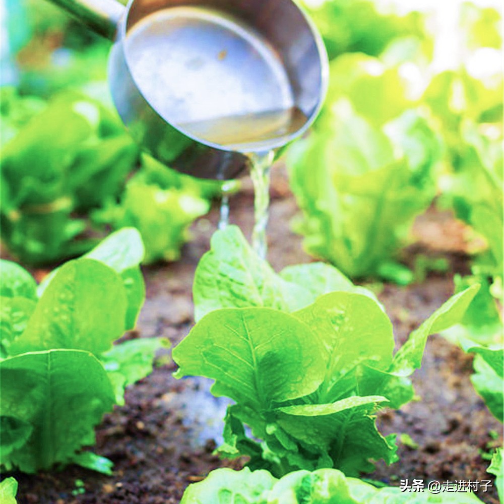 生根粉生根水生根药,生根粉生根水生根