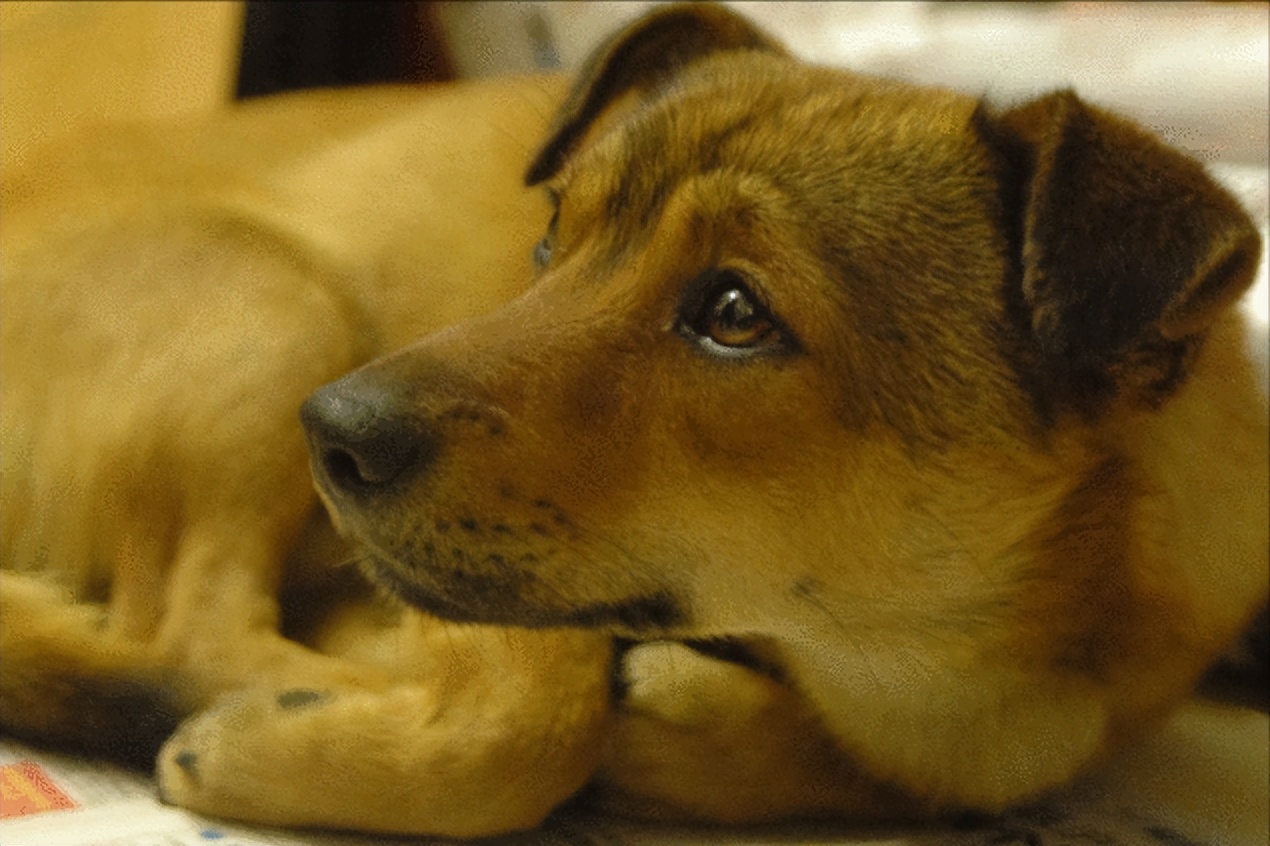 中华田园犬被列入名犬,中华田园犬有什么优点和缺点