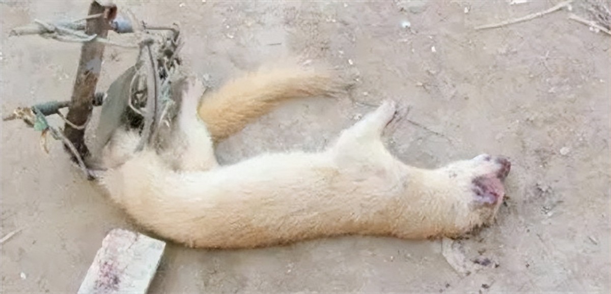 黄鼠狼为什么不能叫黄鼠狼,黄鼠狼到底有没有科学依据