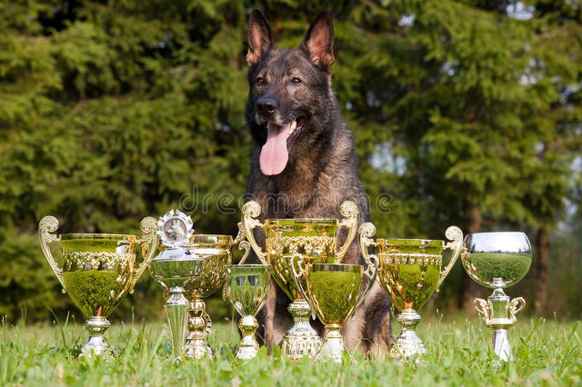 德国牧羊犬和边境牧羊犬谁更聪明,德国牧羊犬纯种双血统德牧护卫犬