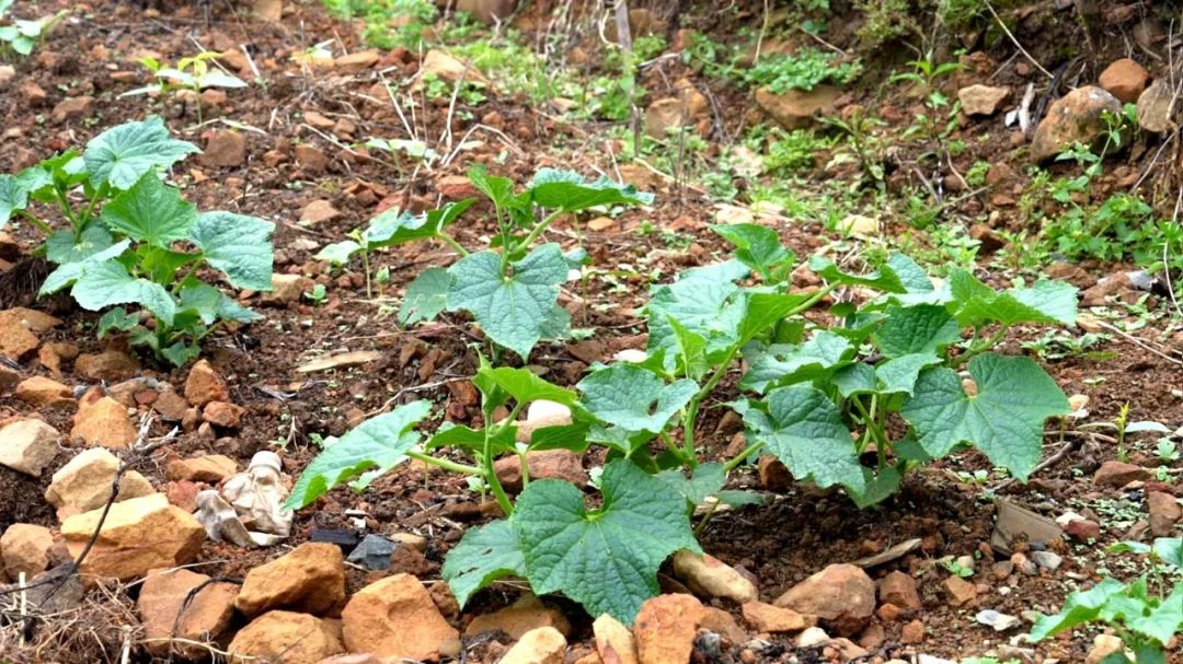 绿春乡村振兴,绿春乡村振兴工作