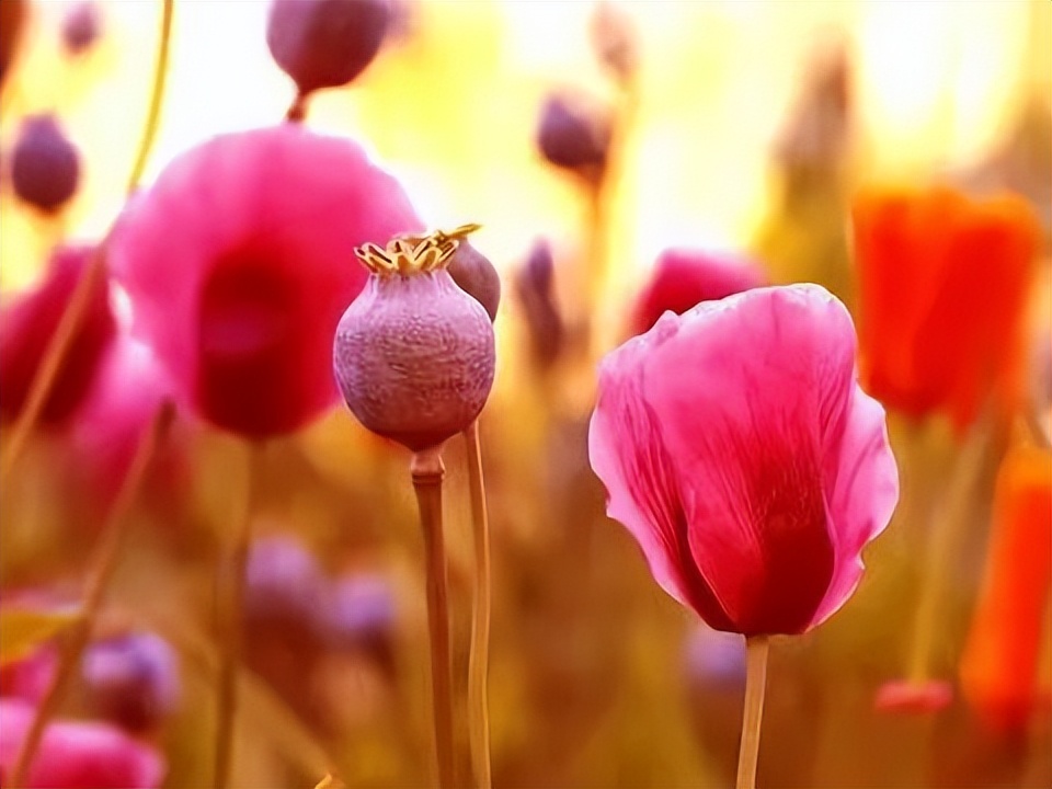 *粟罂**花,珍爱生命,远离*品毒**|花名册No.00076