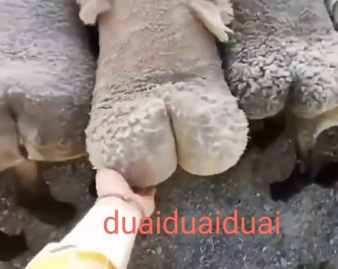 热梗,热梗百科闪现躲大招