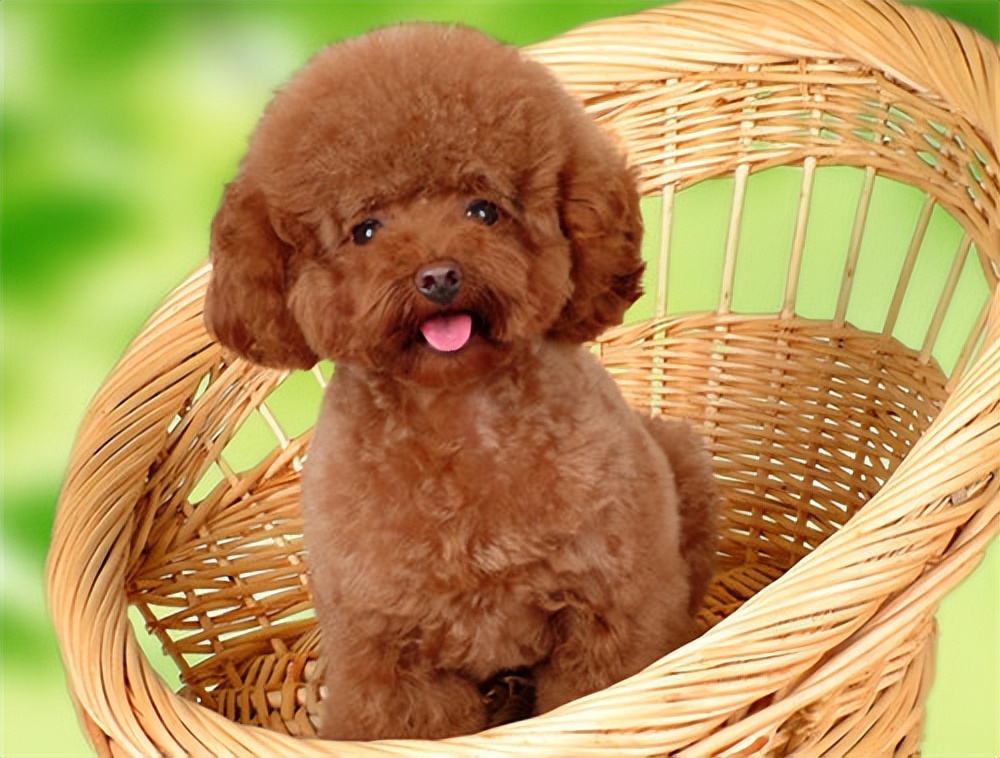 贵宾犬颜色越来越浅怎么办,贵宾毛越来越黄怎么回事