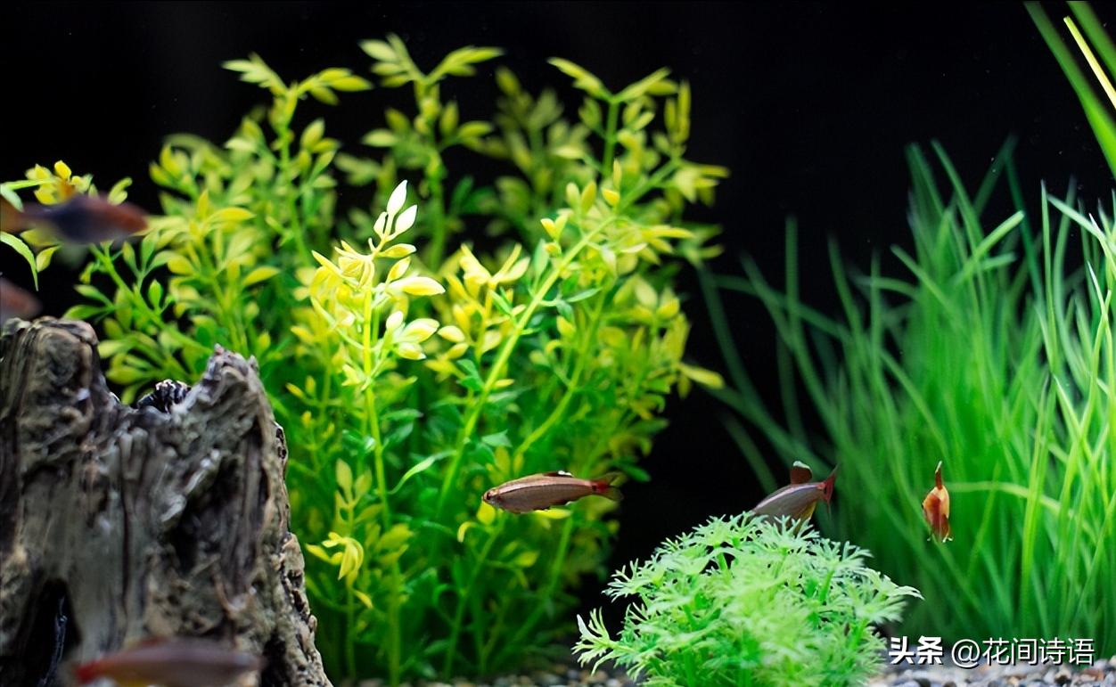 养花想偷懒就选5种懒人花,养好花六大关键十年养花经验总结