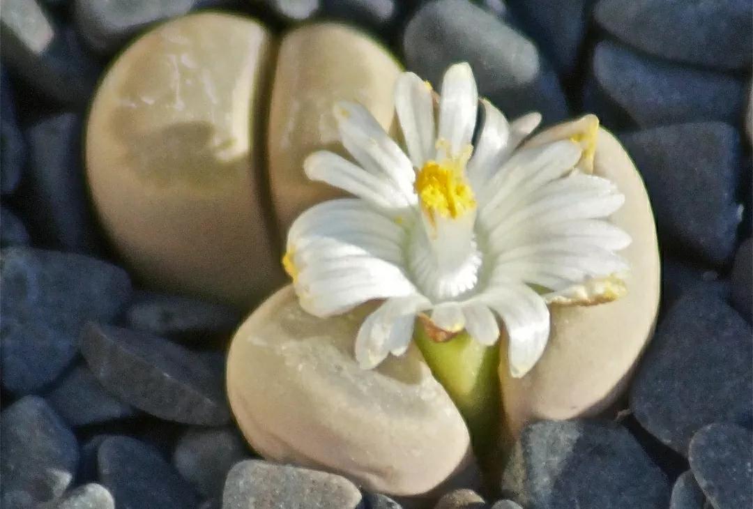 多肉植物石头开花,多肉石头花秋季