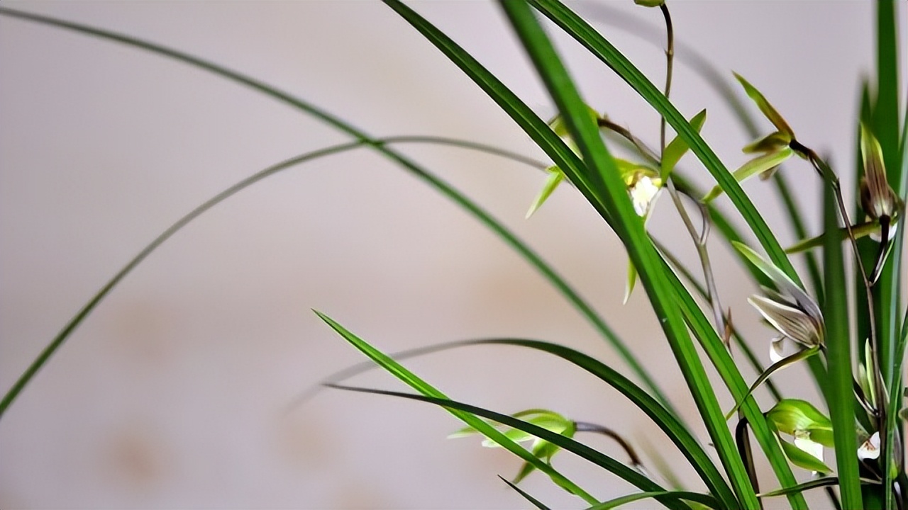 写兰花的诗词都是孤芳自赏？古人这么赞美她，有何私心？