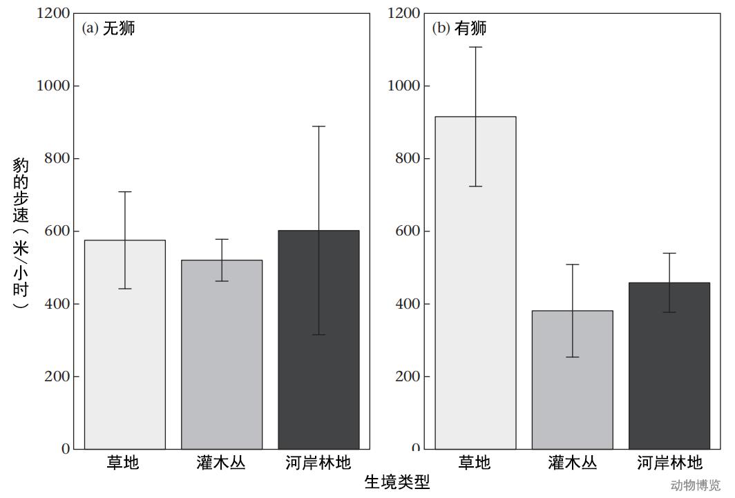 豹子丧命,豹子的悲惨下场视频