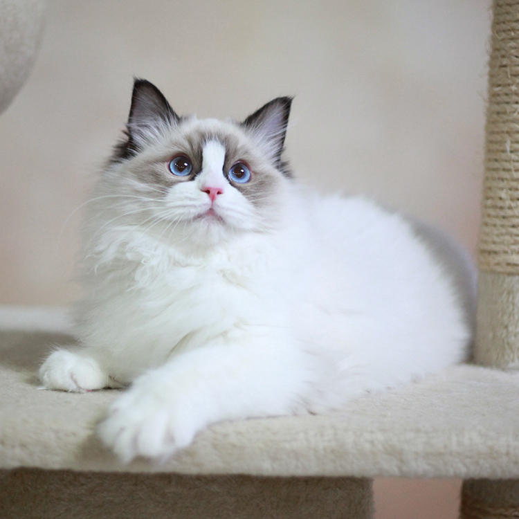 最不值钱的猫有哪几种,养得起这几种猫的都是土豪